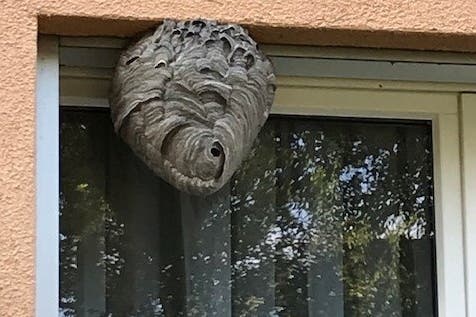 Wespen lassen sich gerne an Hausfassaden nieder. Dass ein Nest dort offen sichtbar hängt, ist selten. Oft wird es in Hohlräumen oder in Nischen versteckt gebaut.
