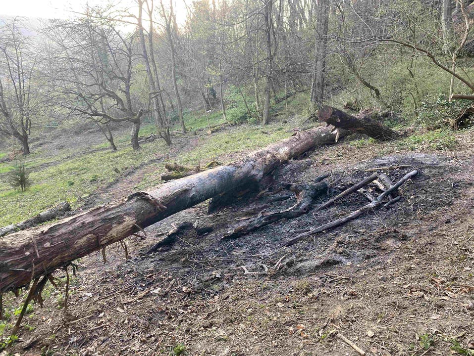Gränichen AG, 3. April: Im Waldgebiet «Häbigerchöpfli» wurde unbeaufsichtigt Asche liegen gelassen und konnte sich auf einer Fläche von rund 10 m2 ausbreiten.
