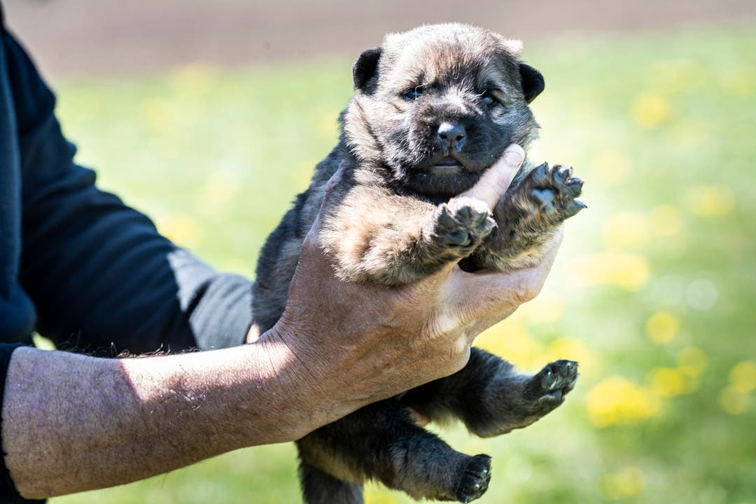 Hundezüchter Der Papa der Polizeihunde kommt aus dem Thurgau «Ein