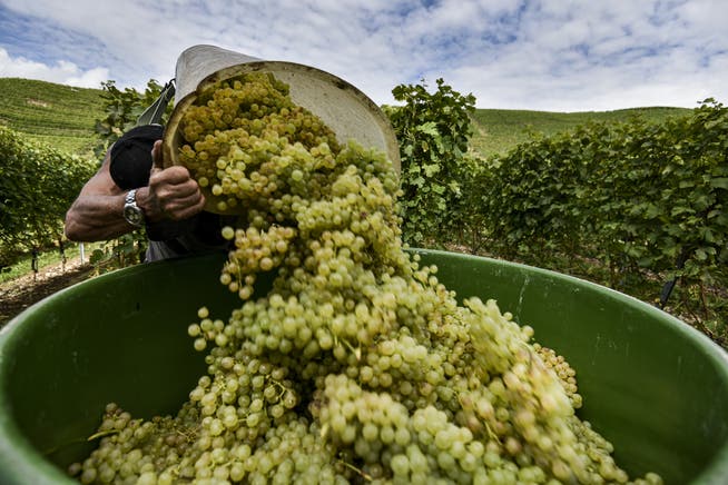 IP-Suisse und Denner setzen sich neu gemeinsam ein für nachhaltigen Weinbau.