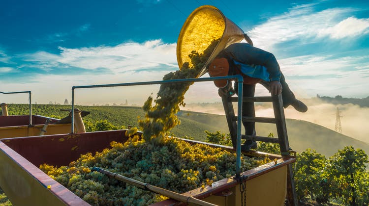 Nachhaltiger Weinbau in Genf – von pilzresistenten Sorten und Innovationsförderung durch den Kanton