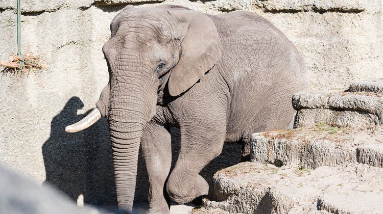 Elefantenbulle Tusker soll im Basler Zolli für Nachwuchs sorgen