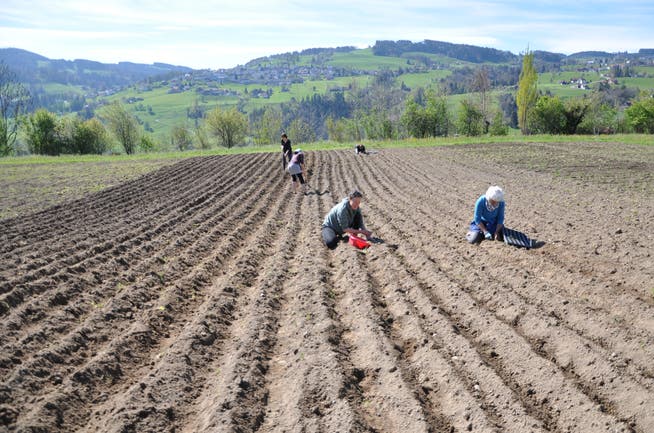 Im Projekt solidarische Landwirtschaft Seebeli in Wienacht-Tobel können die Mitglieder ihre eigenen Kartoffeln anpflanzen.