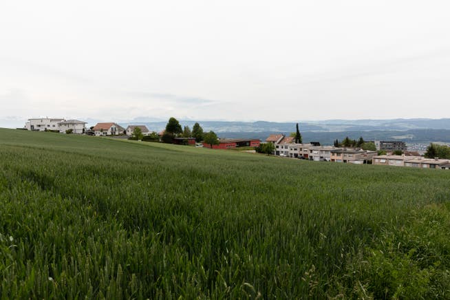 Die Angriffe erfolgten in Bellikon rund um das Gebiet der Vogelschutzhütte. Anscheinend hat ein Vogel hier ein Nest.
