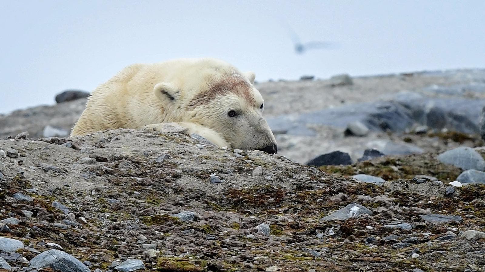 Mehr Eisbären als Menschen: Auf Spitzbergen leben schätzungsweise 3000 Eisbären und 2642 Einwohner.