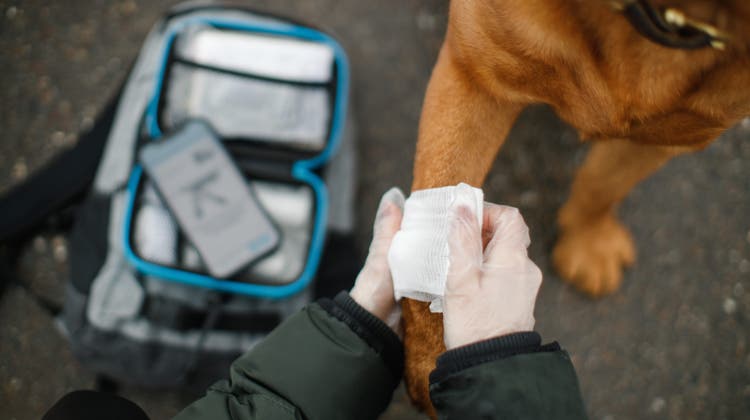 Ein verletzter Lauf? Im Verbandskasten von Meiko findet man alles inklusive App für die erste Hilfe im Hunde- oder Katzennotfall. (zvg)