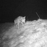 Die Fotofalle eines Wildhüters zeigt den Wolf in der Nähe einer toten Hirschkuh, die er vergangene Woche mutmasslich gerissen hat. (Bild: PD)
