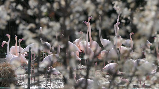 Hier war noch alles in Ordnung: Die Flamingo im Zoo Basel geniessen das angenehme Wetter.