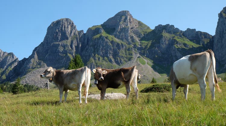 Noch müssen sich die Kühe gedulden: Auf einigen Alpen liegt derzeit noch Schnee. (Bild: Heini Schwendener)