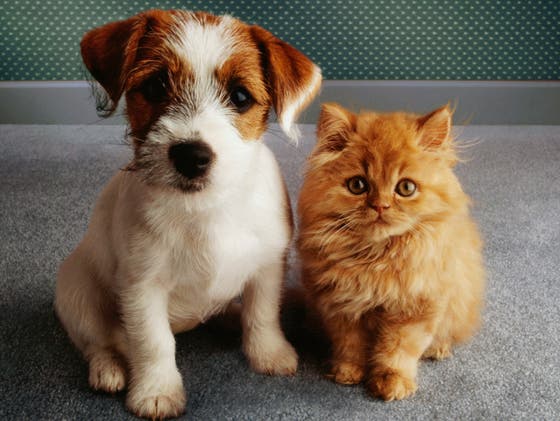 auroch hyppigt Site line Genfer will Katzen und Hunde klonen lassen - doch darf er das?