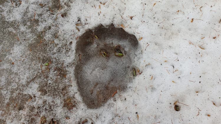 Spuren im Schnee bestätigen die Anwesenheit des Bären. (HO/Kanton Graubünden)