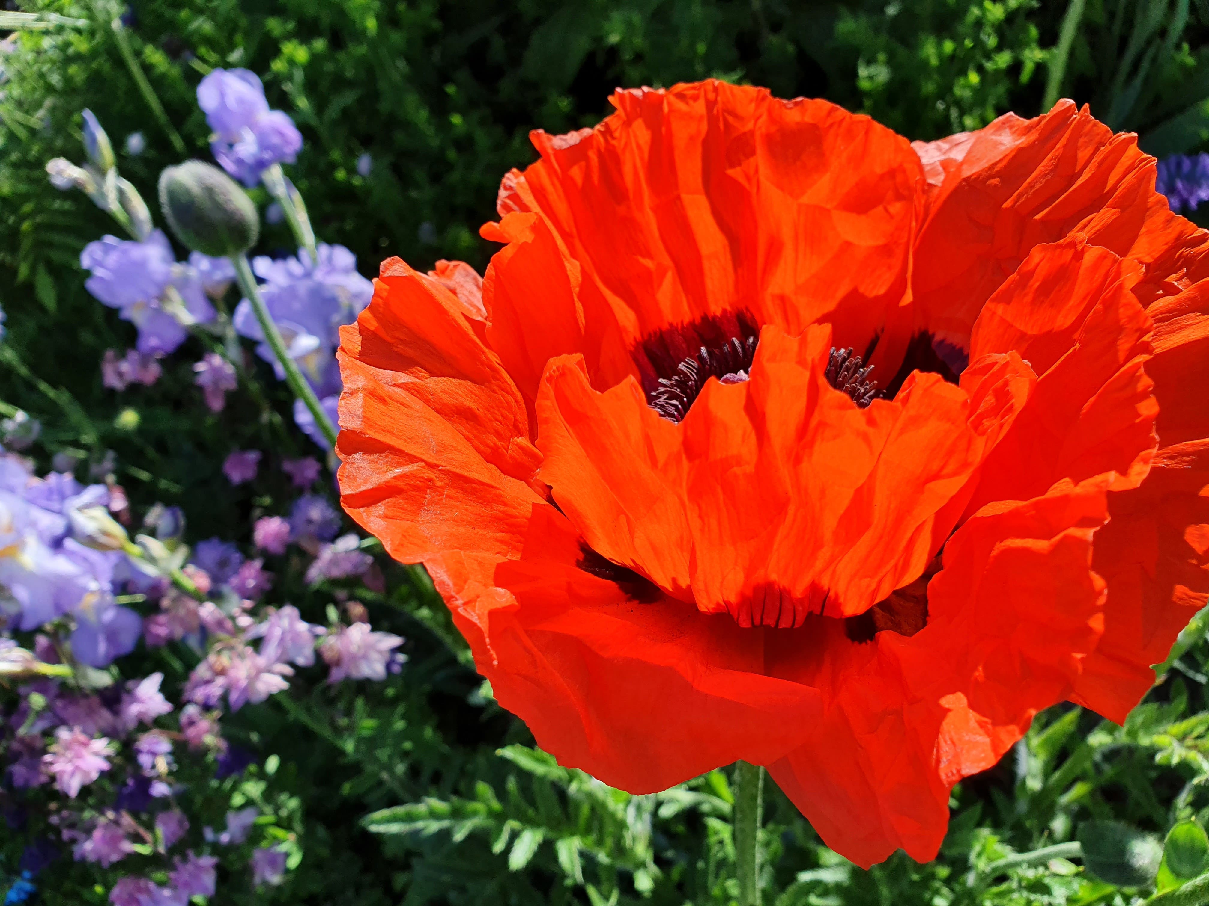 Auch der Mohn freut sich über die Sonne