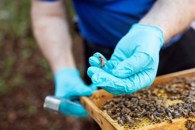 Letzten Winter sind in der Schweiz etwas mehr Bienenvölker eingegangen. Das sorgt bei Imkerinnen und Imkern für Verunsicherung.