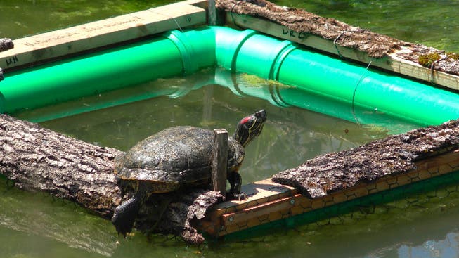 Seit 2008 verboten: Die Rotwangen-Schmuckschildkröte, wie jene im Würenlinger Dorfbach, gehören nicht in heimische Gewässer.