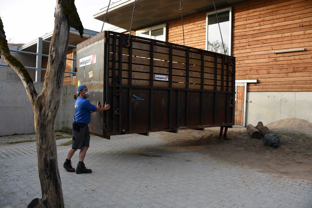 Die Nashorn-Transportbox: Der Zoo hat schon vor der grossen Reise mit Rami trainiert in die Box zu gehen, damit dieser sich schon daran gewöhnen kann.
