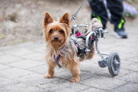 Kölliken - Diese Hunde sind auf Beinen und zwei Rädern unterwegs – und laufen dank einer Aargauerin sogar den Jakobsweg