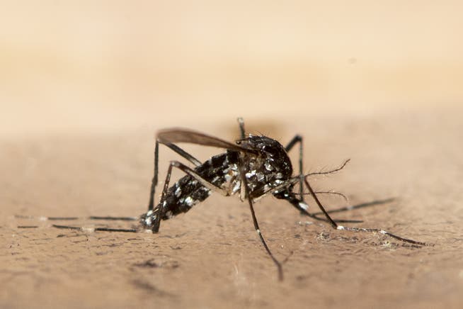 Breitet sich am Genfersee aus: Die asiatische Tigermücke, die unter anderem das Dengue-Fieber übertragen kann. 