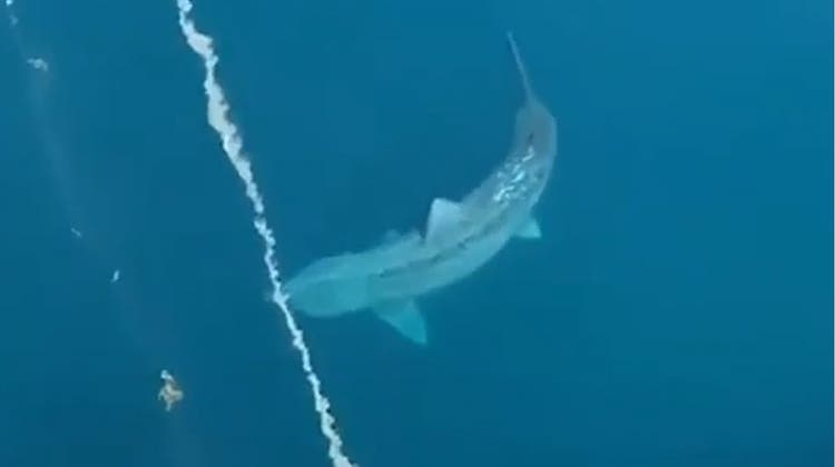 Riesenhai zieht Passagiere eines Segelschiffs in seinen Bann