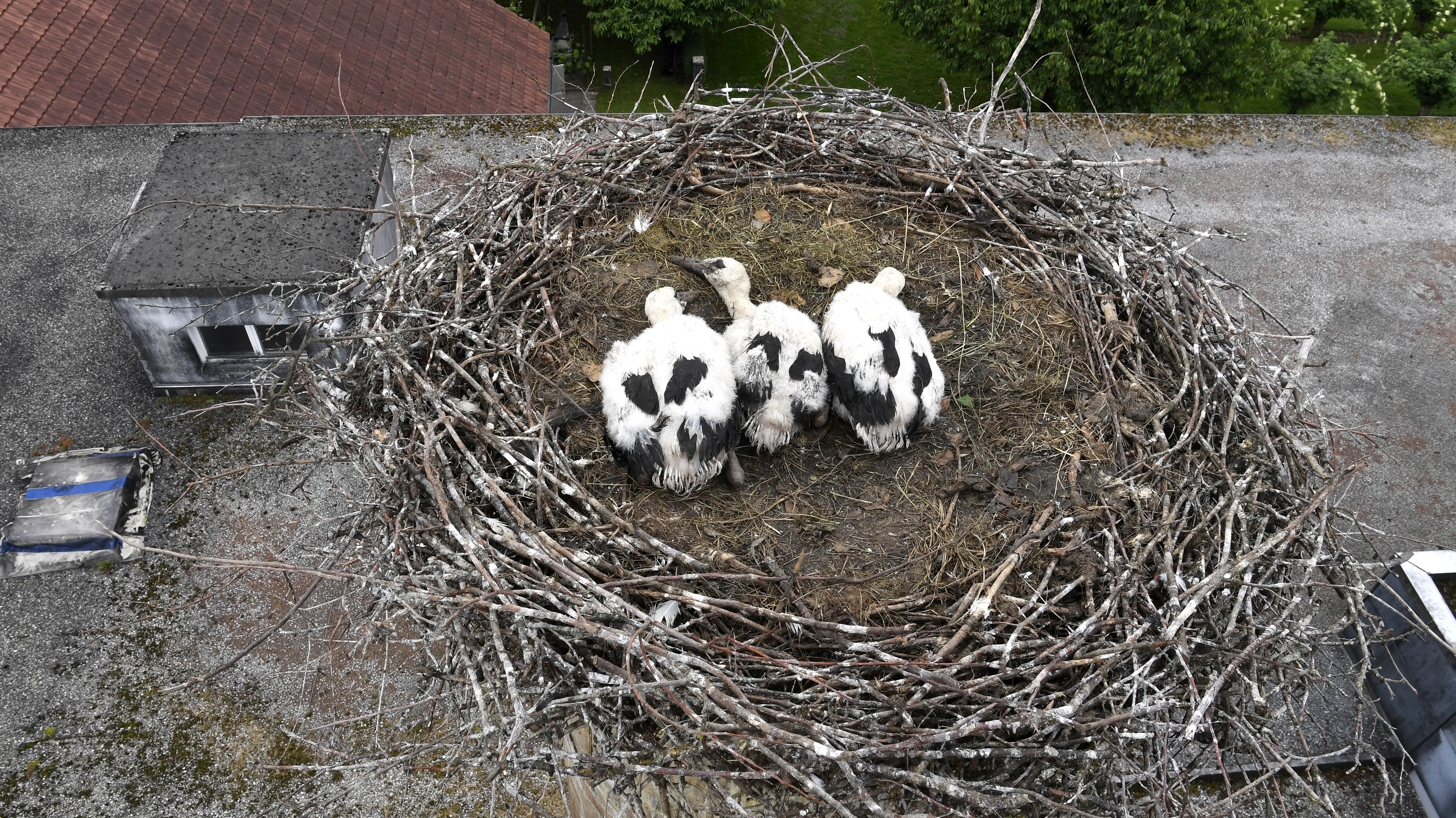 Diese schönen Tiere wohnen auf dem Kamin der Spezialitätenbrennerei Humbel in Stetten. 