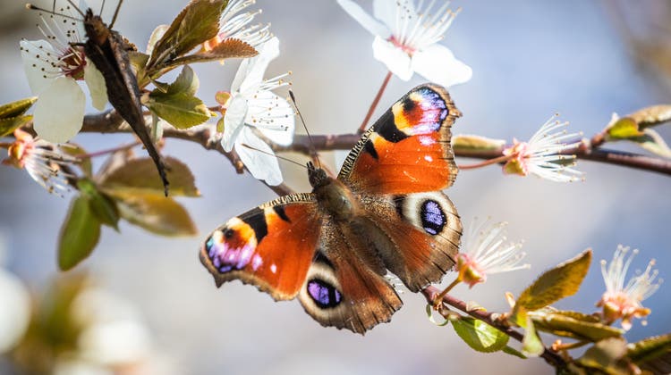 Stickstoff gefährdet die Artenvielfalt der Schmetterlinge. (Keystone)