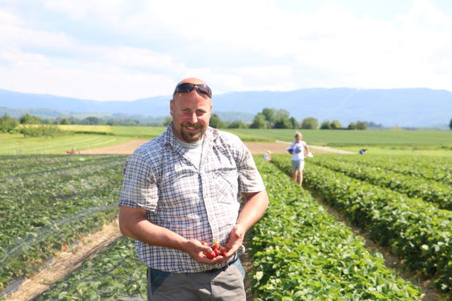 Beat Mahrer, Landwirt und Erdbeer-Produzent aus Möhlin, eröffnet die Selbstpflücksaison.