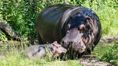 Bei sommerlichen Temperaturen machten Mutter und Tochter ihren ersten gemeinsamen Ausflug auf die Aussenanlage. (Bild: zvg/Zoo Basel (Torben Weber))