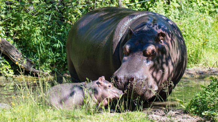 Bei sommerlichen Temperaturen machten Mutter und Tochter ihren ersten gemeinsamen Ausflug auf die Aussenanlage. (Bild: zvg/Zoo Basel (Torben Weber))