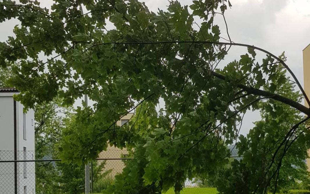 Im Luzerner Hirtenhofquartier sind Bäume umgestürzt.