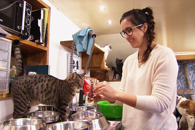 Mit der Obhut über zehn Hunde und 38 Katzen sowie diverser anderer Tiere sei man derzeit am Anschlag, sagt Sutter.