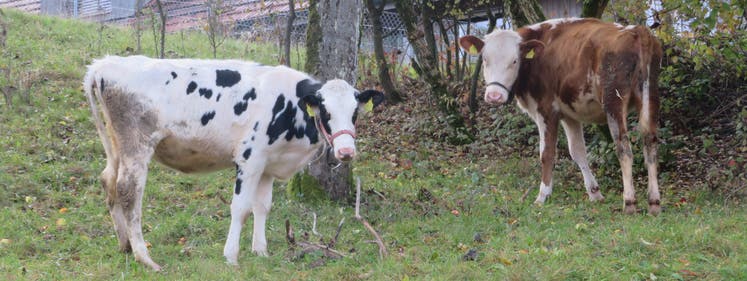 In Berikon schwelte ein Disput um die Kuhglocken im Oberdorf.