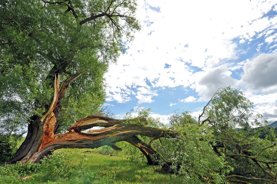 Dieser Baum in Bretzwil BL ist einer der vielen Zeugen der Stürme.