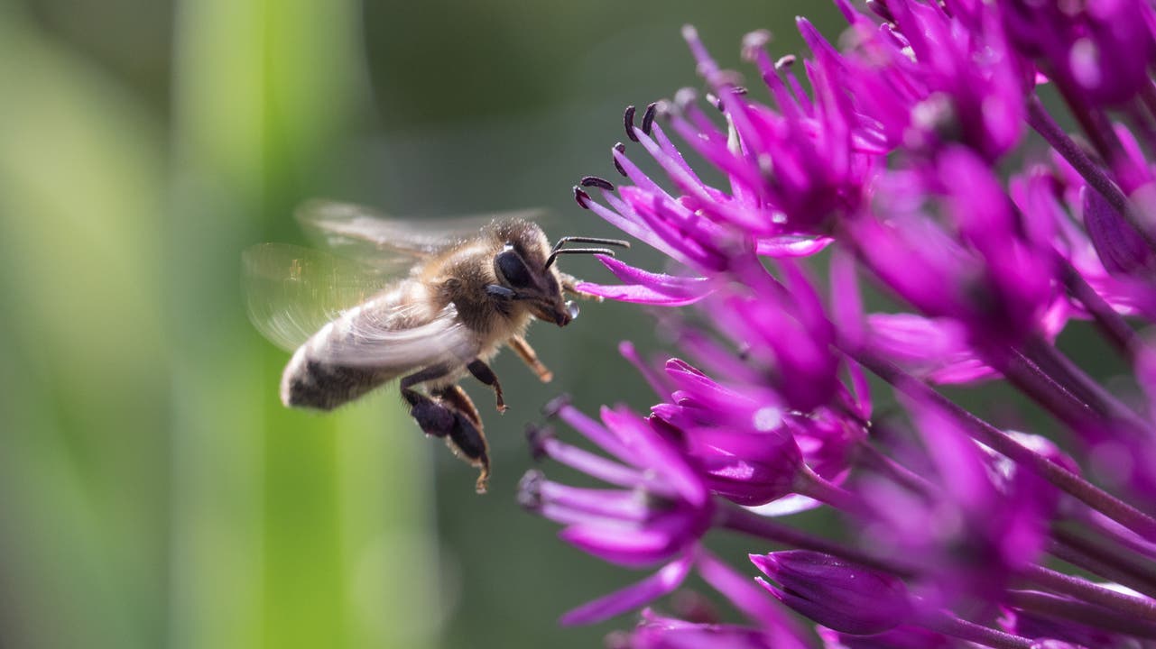 Eine Biene am Zierlauch in Muttenz.