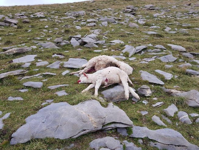 Gerissene Schafe auf einer Alp: Die neue Jagdverordnung soll den Behörden ein früheres Eingreifen ermöglichen. (Archivbild)