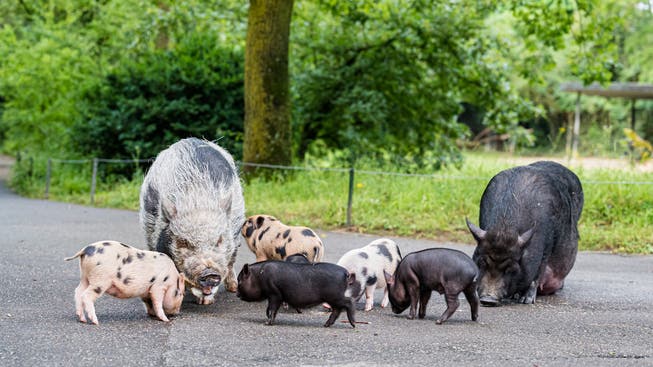 Die Schweinchenfamilie auf dem Weg in die Aussenanlage.