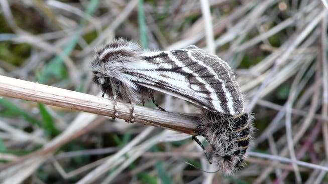 Das pelzige Weibchen (rechts) unter dem Flügel des Männchens. 