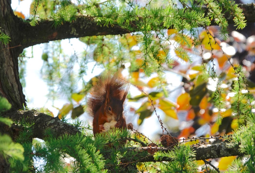 Gut getarnt im jungen Grün knabbert das Eichhörnchen seine Vorräte.