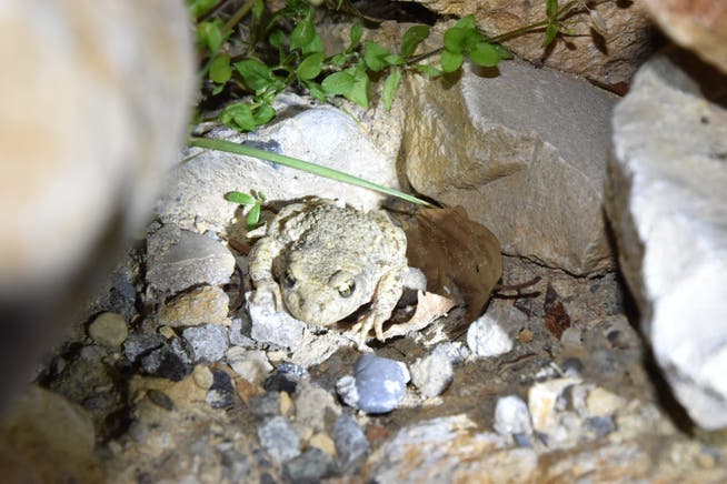 Ein Glögglifrosch, der sich zwischen Steinen versteckt.