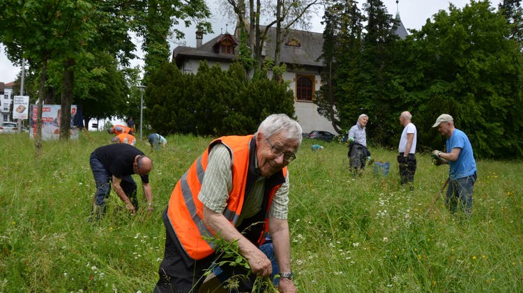 Peter Fluri, Co-Präsident des Naturfördervereins Solothurn, zieht ein Neophyt aus dem Boden. (Christina Varveris)