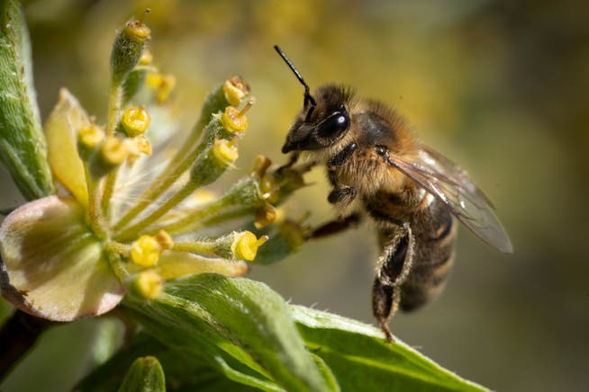 Bienen sind durch mehrere Faktoren bedroht. Einer davon sind Pestizide.