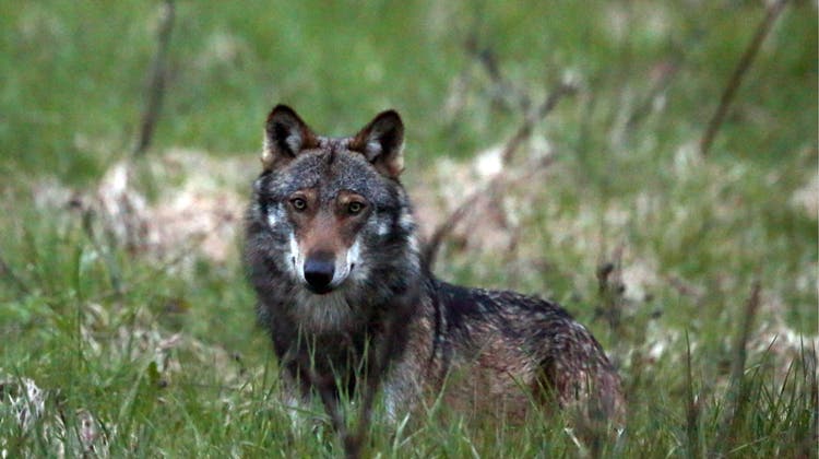 Der Wolf streift auch vermehrt durchs Appenzellerland. (Bild: Marco Schmidt/KEYSTONE)