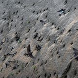 Die Uferschwalben haben die künstlich angelegte Brutwand in Beschlag genommen und graben fleissig Brutröhren. (Hansjörg Sahli)