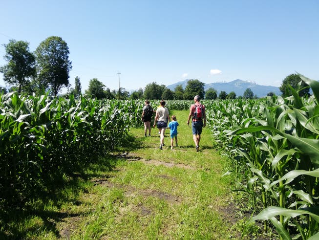 Bei strahlendem Sommerwetter suchten sich am Samstagvormittag die ersten Familien den Weg durch das Rhintaler Maislabyrinth.