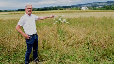 Thomas Peterhans, ehemaliger Direktor des Reusspark in Niederwil, zeigt auf das Feld, wo einst der Golfplatz entstanden wäre. (Toni Widmer)