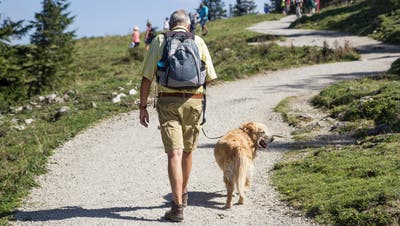 Was Sie beachten müssen, damit die Wanderung für Hundehalter und Tiere ein Vergnügen wird. (Bild: Getty)