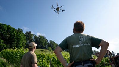 Bauer Peter Haug und Drohnenpilot Robin Grogg beobachten den Start des Gefährts in den Weininger Rebbergen. (Claudio Thoma)