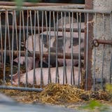 Hausschweine können sich zum Beispiel durch Kontakt mit infizierten Wildschweinen anstecken. (Keystone)