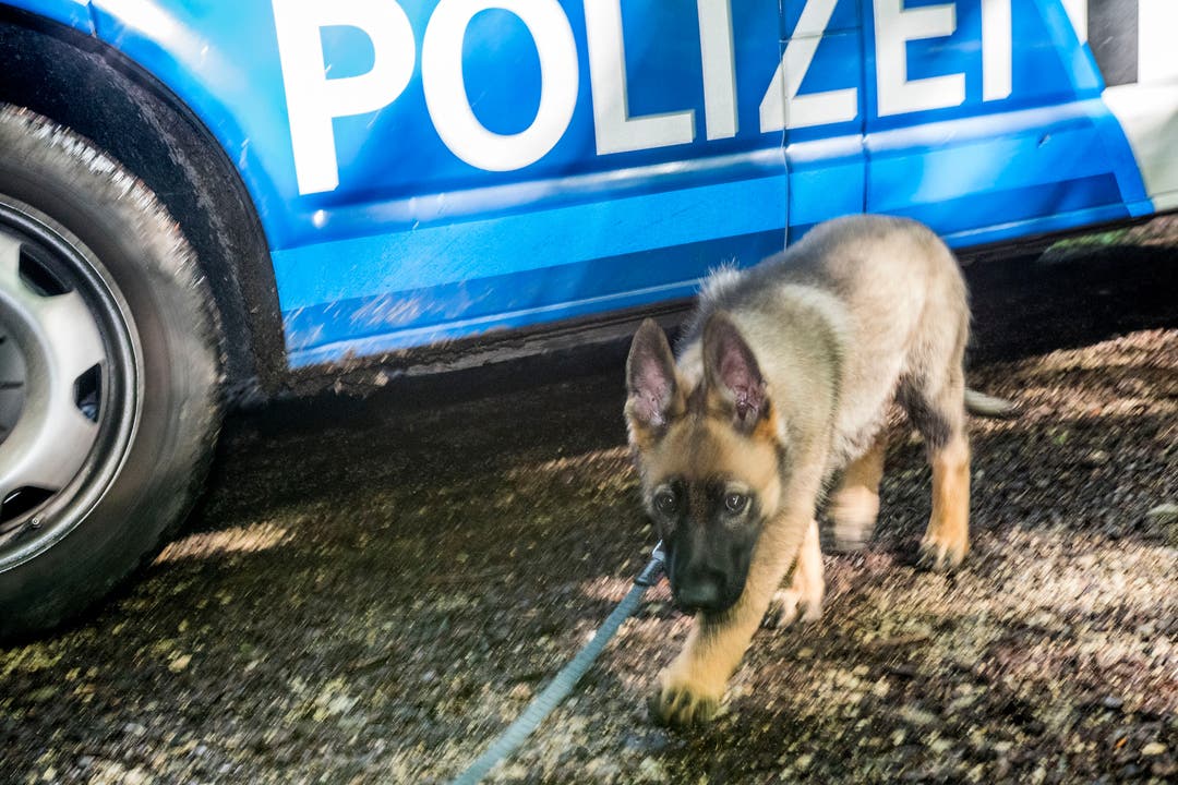 Aufkleber Diensthundeführer Polizei Schäferhund