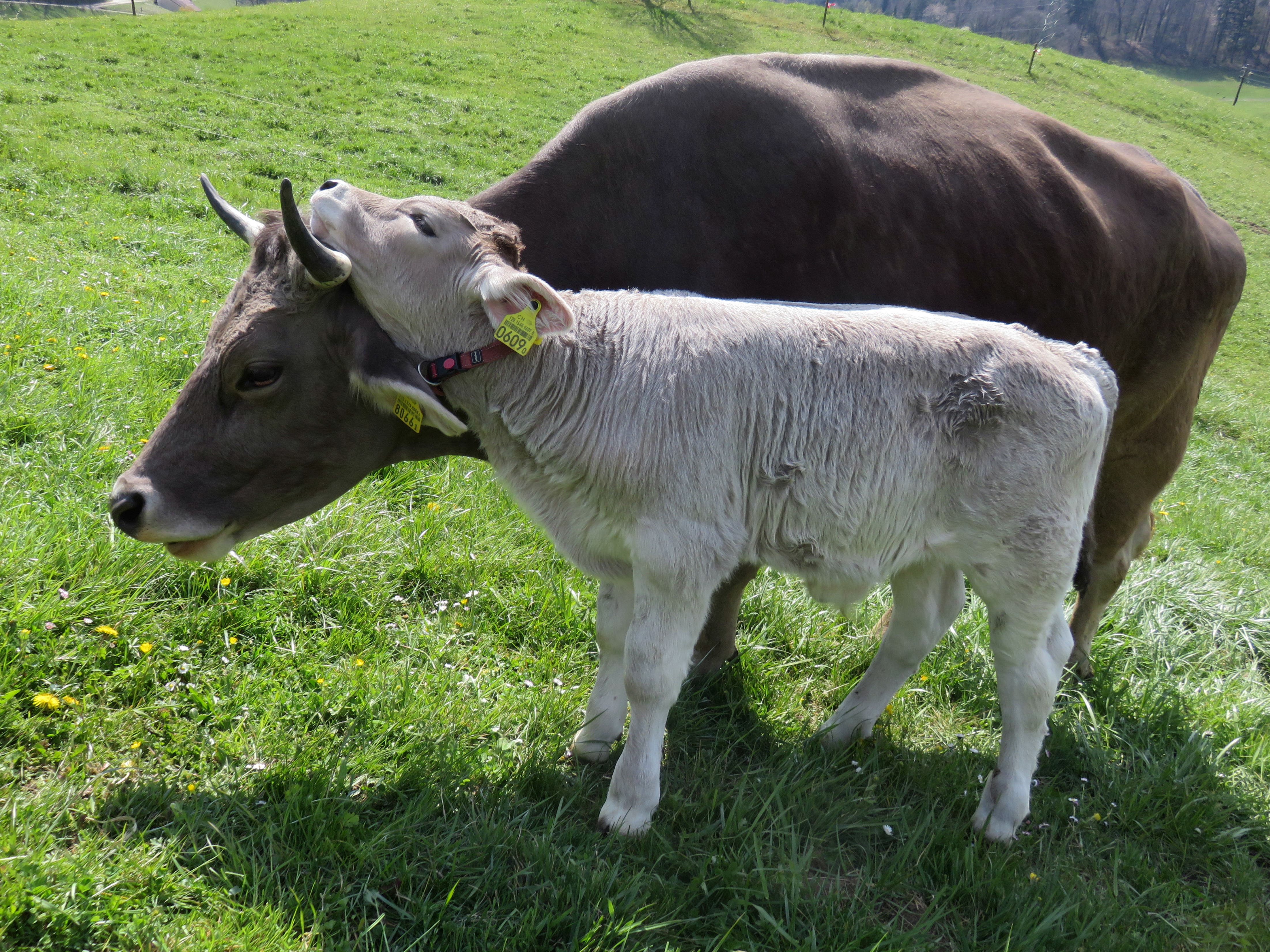 Gemeinsam auf der Wiese: Die Kühe kümmern sich um ihre Kälber.
