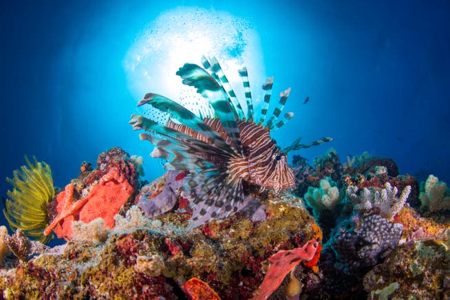 Wunderschön – und arg bedroht: Das australische Great Barrier Reef ist ein Tourismusmagnet – noch.