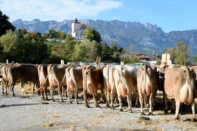 Die Viehschau auf dem Marktplatz in Buchs: Auch dieses Jahr sind wieder verschiedene Viehschauen in der Region geplant.